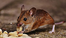 24 Hour & Emergency Exterminators in Mutual, CO